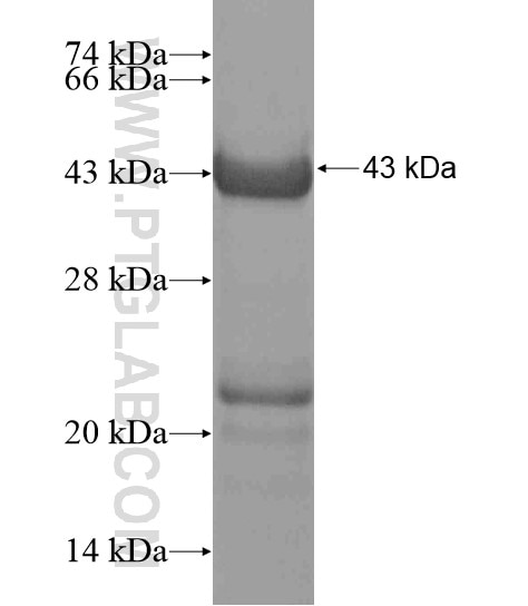BEND3 fusion protein Ag19137 SDS-PAGE