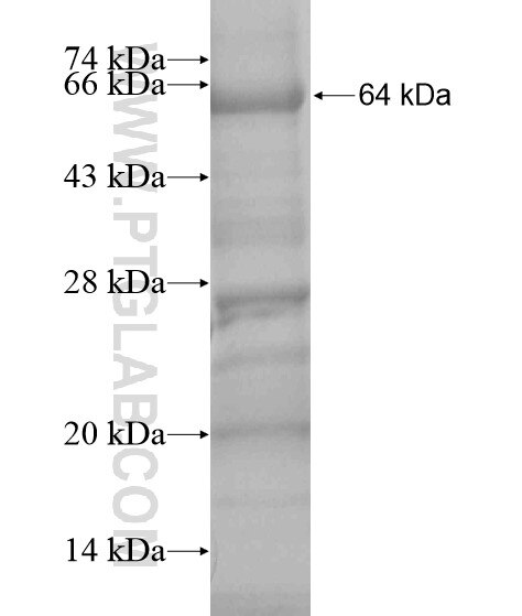 BEND4 fusion protein Ag20169 SDS-PAGE