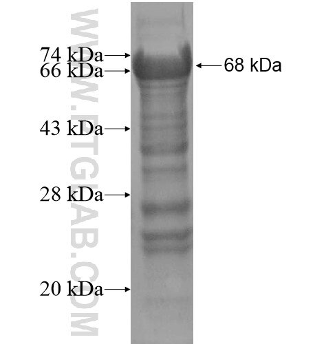 BEND5 fusion protein Ag14930 SDS-PAGE