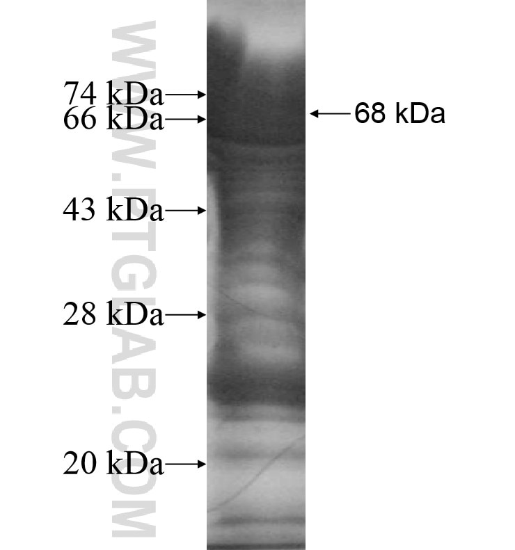 BEST4 fusion protein Ag13022 SDS-PAGE