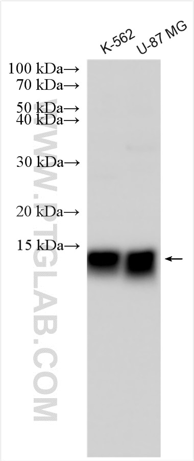 Western Blot (WB) analysis of various lysates using BET1 Polyclonal antibody (11794-1-AP)