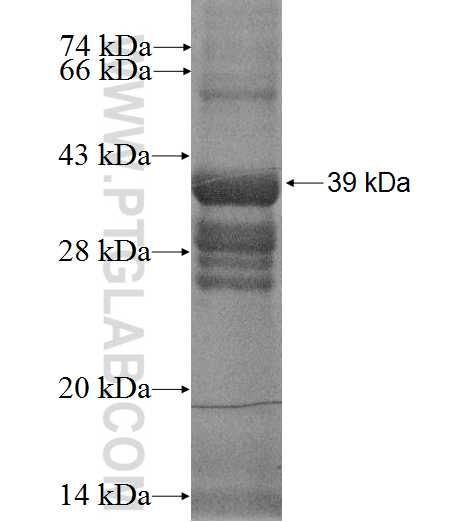 BET1 fusion protein Ag2261 SDS-PAGE