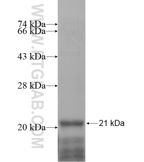BEX1 fusion protein Ag10247 SDS-PAGE