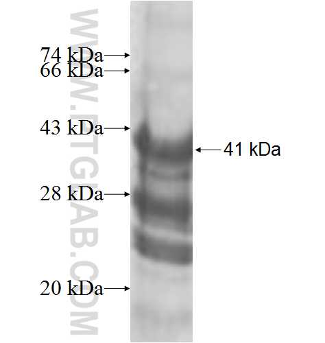 BEX1 fusion protein Ag9616 SDS-PAGE
