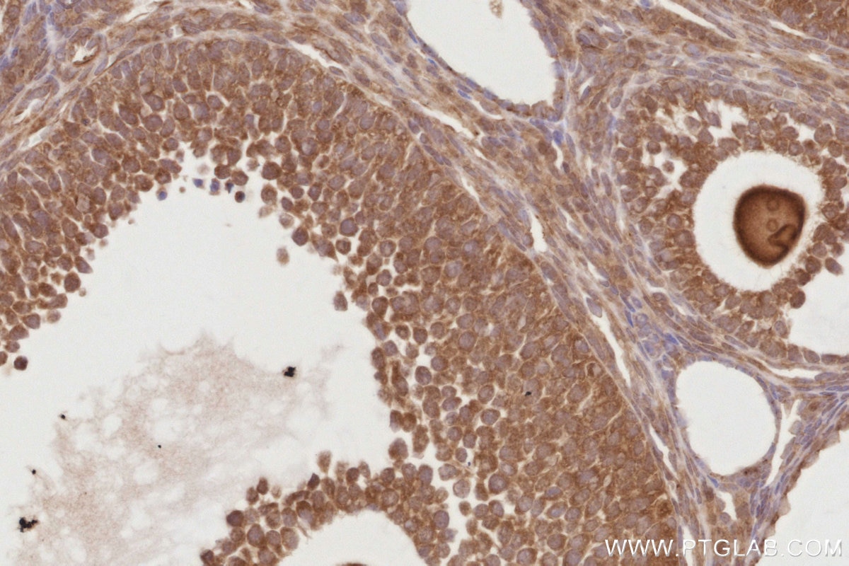 Immunohistochemistry (IHC) staining of mouse ovary tissue using BEX1/2 Polyclonal antibody (12390-1-AP)