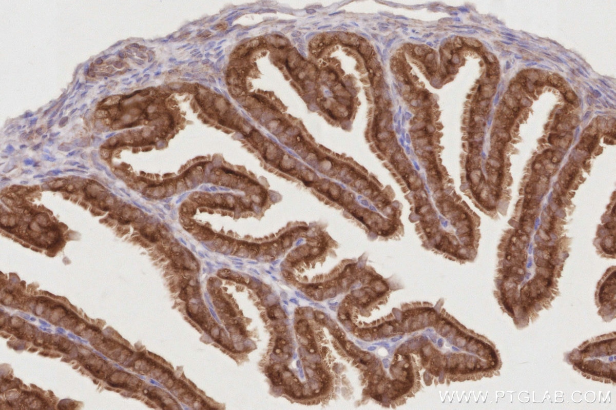 Immunohistochemistry (IHC) staining of mouse ovary tissue using BEX1/2 Polyclonal antibody (12390-1-AP)