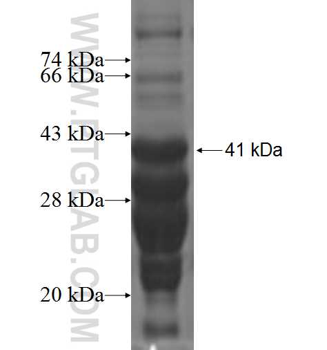 BEX2 fusion protein Ag3066 SDS-PAGE