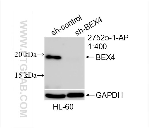 Western Blot (WB) analysis of HL-60 cells using BEX4 Polyclonal antibody (27525-1-AP)