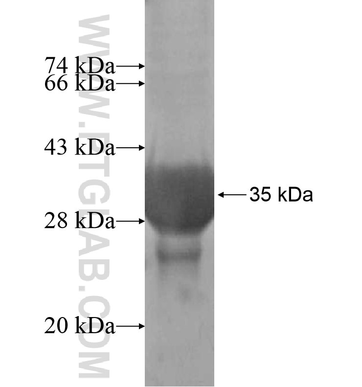 BEX5 fusion protein Ag16446 SDS-PAGE