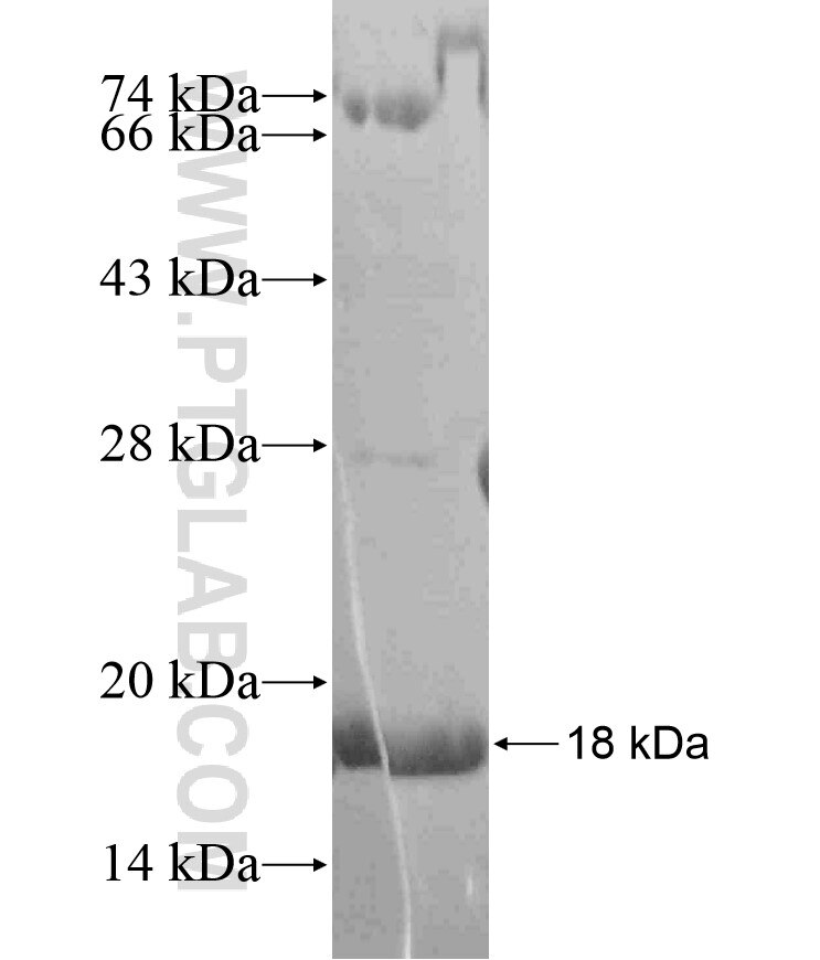 BEX5 fusion protein Ag17979 SDS-PAGE