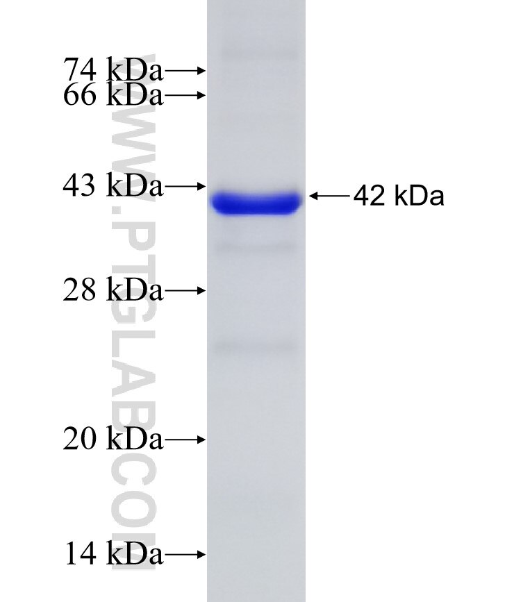 BFAR fusion protein Ag7755 SDS-PAGE