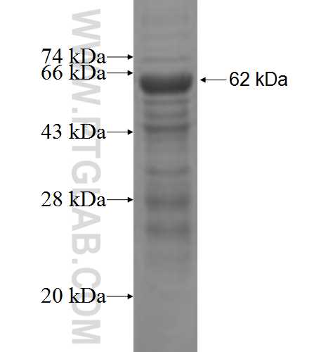 BFAR fusion protein Ag7836 SDS-PAGE