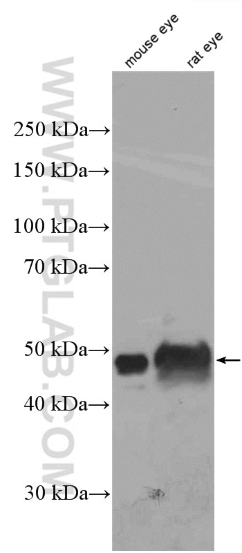 Western Blot (WB) analysis of mouse eye tissue using BFSP2 Polyclonal antibody (25438-1-AP)