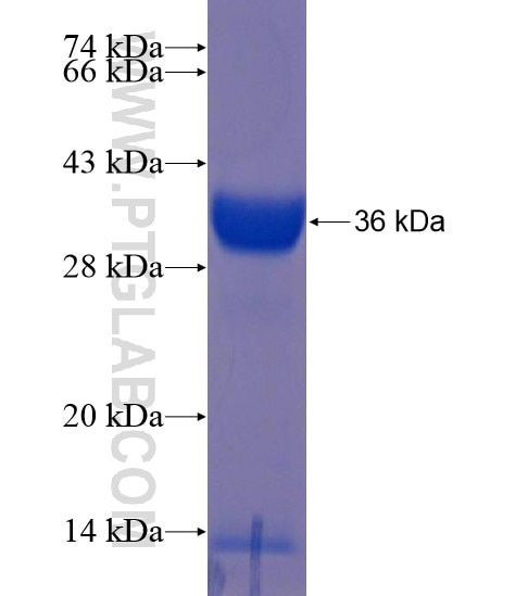 BFSP2 fusion protein Ag22073 SDS-PAGE