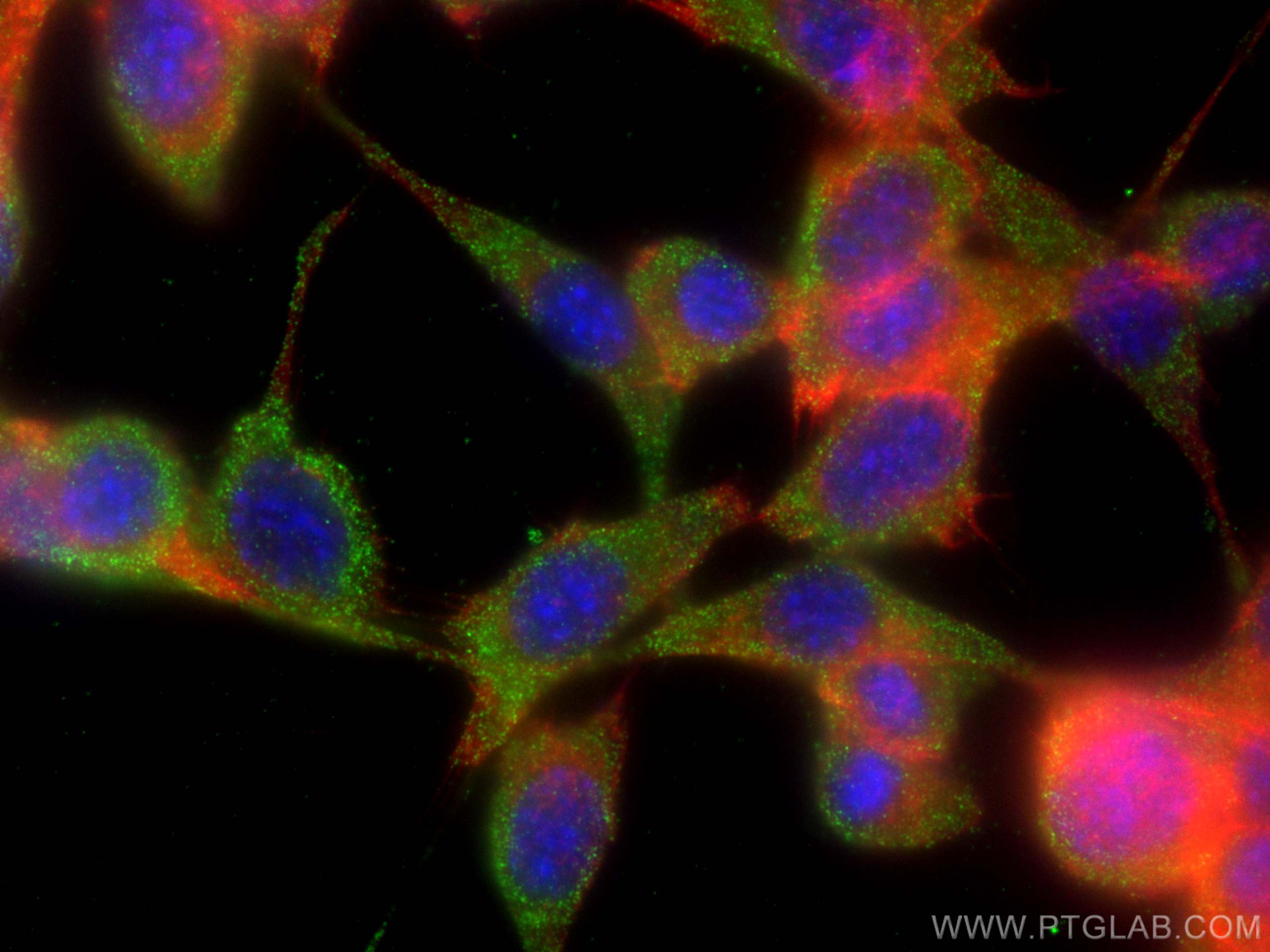 Immunofluorescence (IF) / fluorescent staining of NIH/3T3 cells using Osteocalcin Polyclonal antibody (16157-1-AP)
