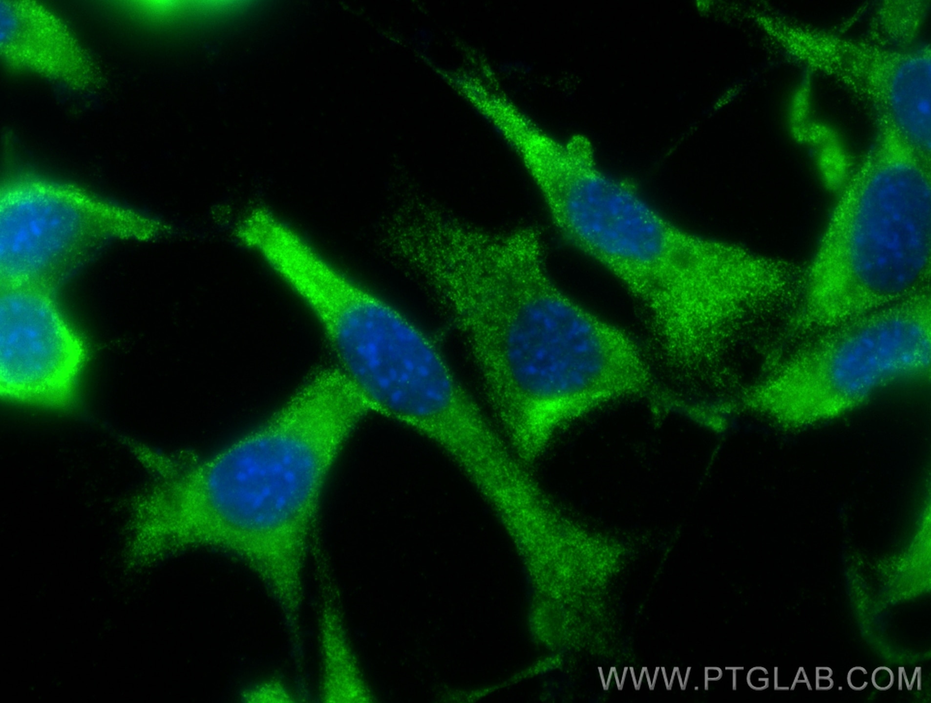 Immunofluorescence (IF) / fluorescent staining of NIH/3T3 cells using Osteocalcin/OCN Polyclonal antibody (16157-1-AP)