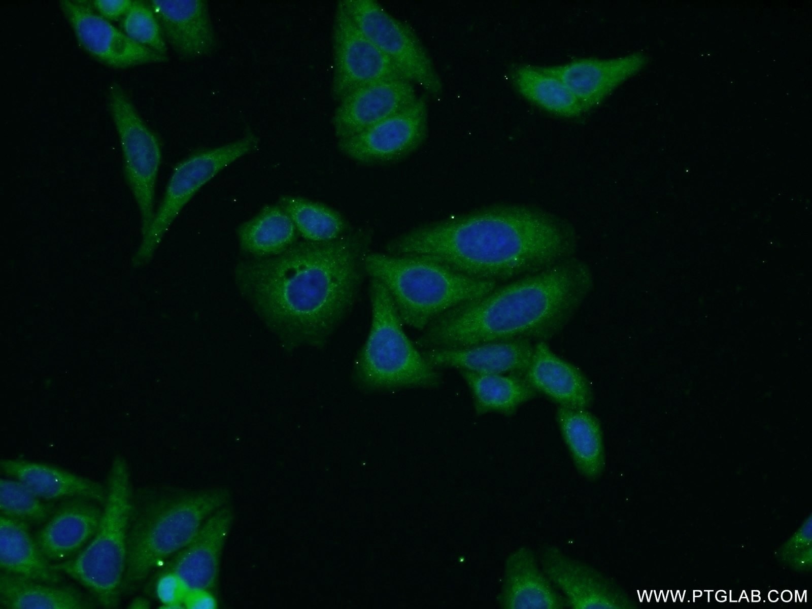 Immunofluorescence (IF) / fluorescent staining of HepG2 cells using Biglycan Polyclonal antibody (16409-1-AP)