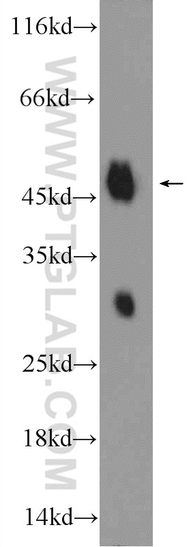 Western Blot (WB) analysis of pig cartilage tissue using Biglycan Polyclonal antibody (16409-1-AP)