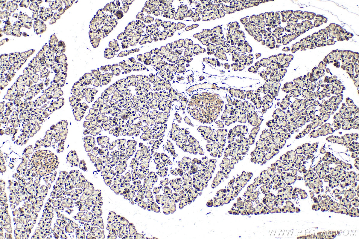 Immunohistochemistry (IHC) staining of mouse pancreas tissue using MIST1 Polyclonal antibody (25140-1-AP)