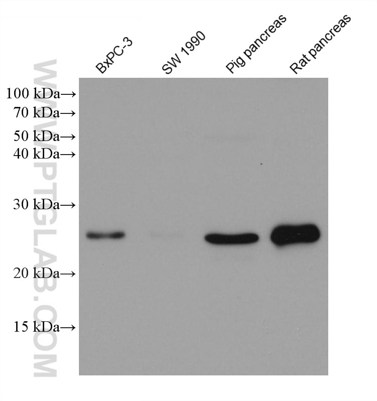 Western Blot (WB) analysis of various lysates using MIST1 Monoclonal antibody (68092-1-Ig)