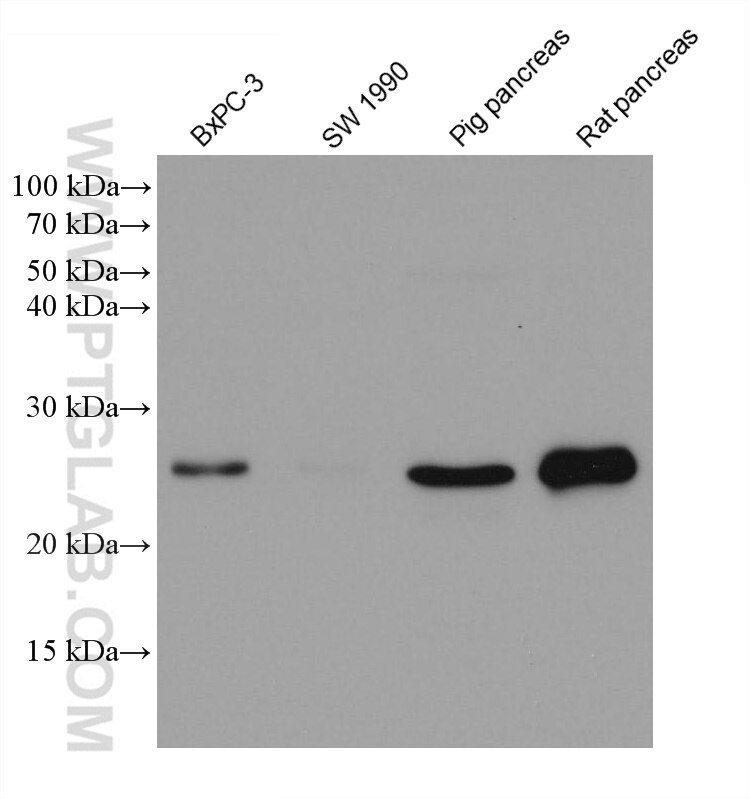 Western Blot (WB) analysis of various lysates using MIST1 Monoclonal antibody (68092-1-Ig)