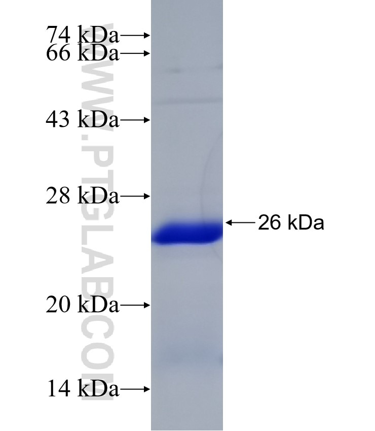 BHLHA15 fusion protein Ag32032 SDS-PAGE