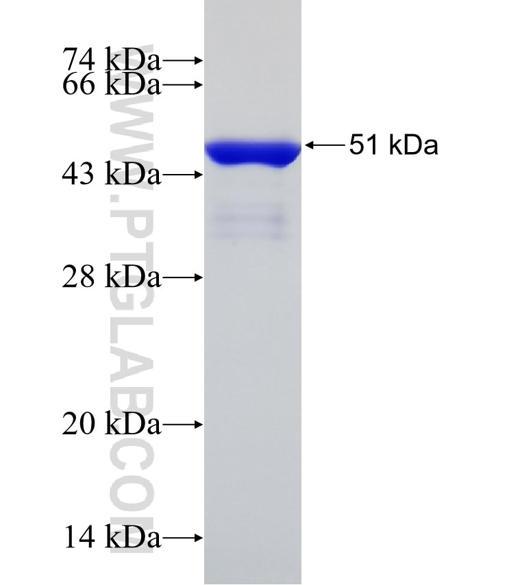 BHLHA15 fusion protein Ag32096 SDS-PAGE