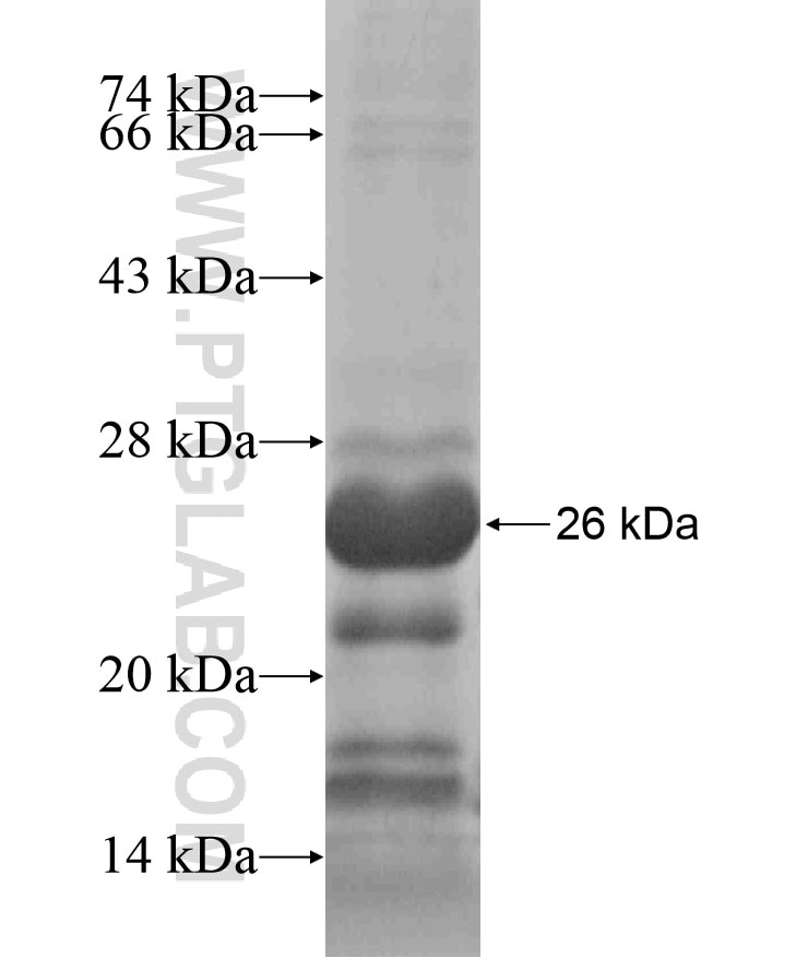 BHLHA15 fusion protein Ag18509 SDS-PAGE