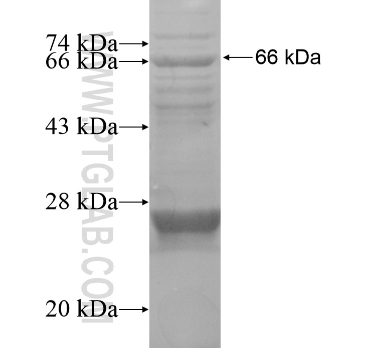 BHLHB9 fusion protein Ag15269 SDS-PAGE