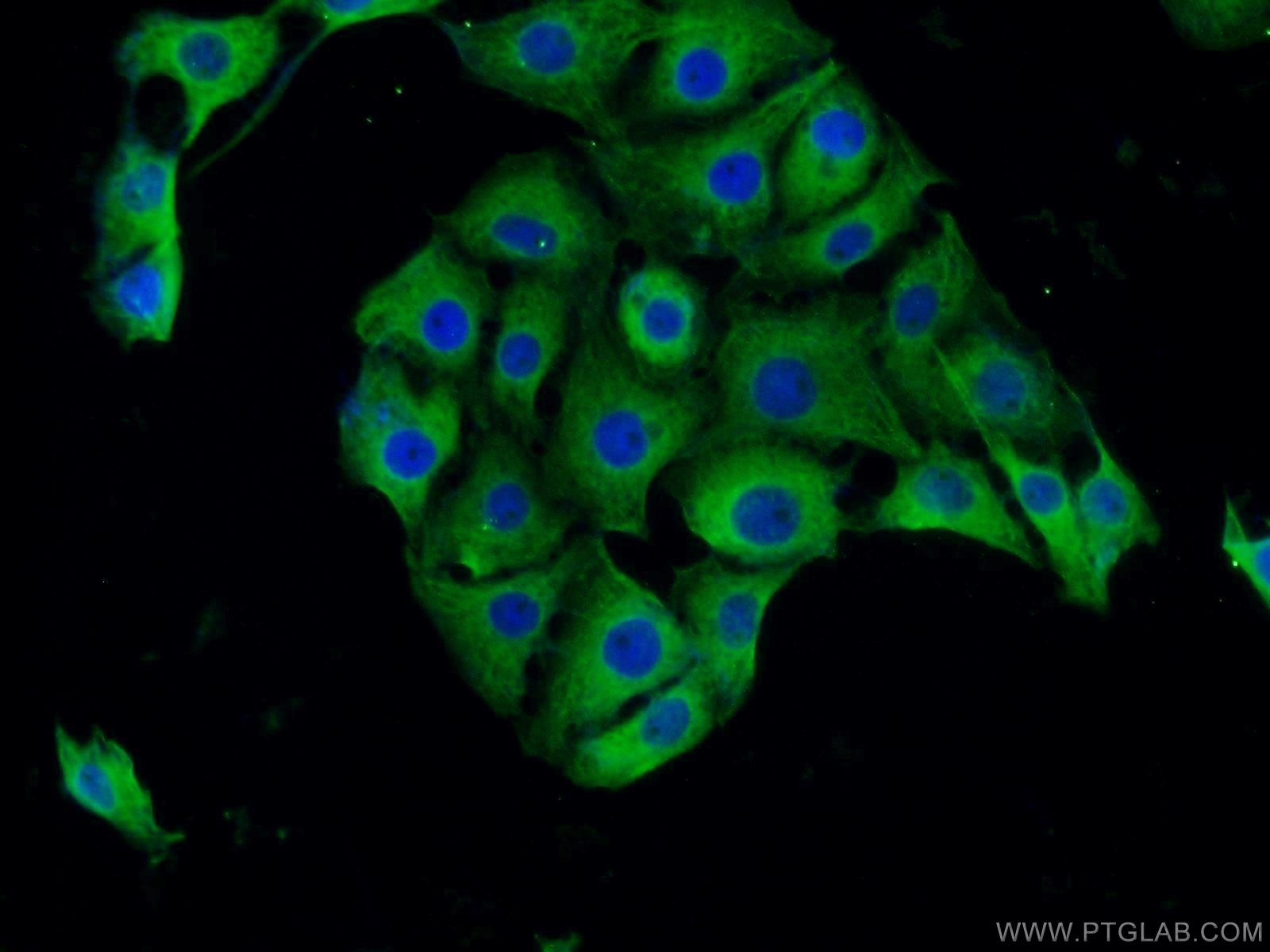 Immunofluorescence (IF) / fluorescent staining of SH-SY5Y cells using BHLHE22 Polyclonal antibody (25622-1-AP)