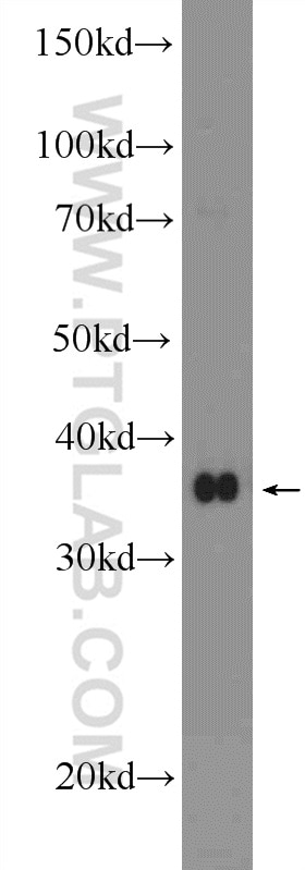 Western Blot (WB) analysis of SH-SY5Y cells using BHLHE22 Polyclonal antibody (25622-1-AP)
