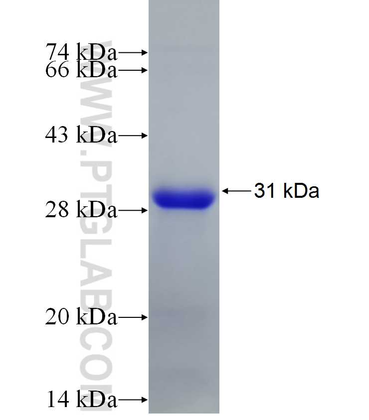 BHLHE22 fusion protein Ag33217 SDS-PAGE