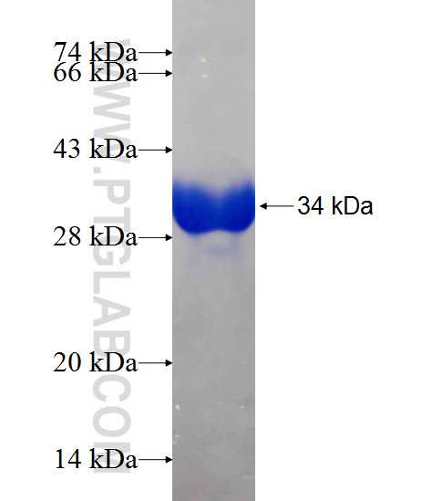 BHLHE22 fusion protein Ag20966 SDS-PAGE