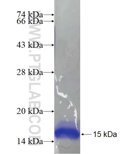 BHLHE23 fusion protein Ag24620 SDS-PAGE