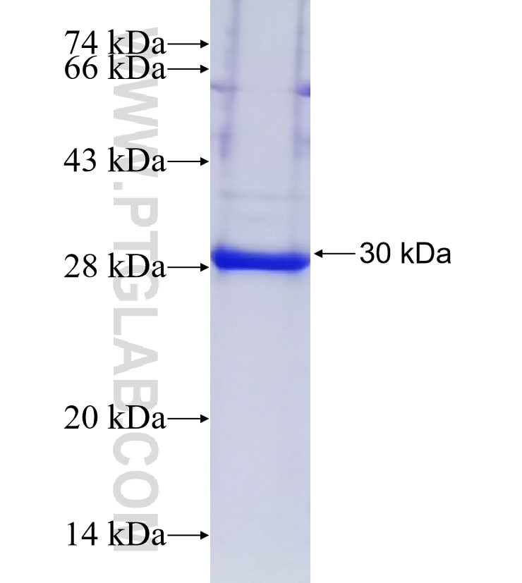 BHLHE23 fusion protein Ag24627 SDS-PAGE