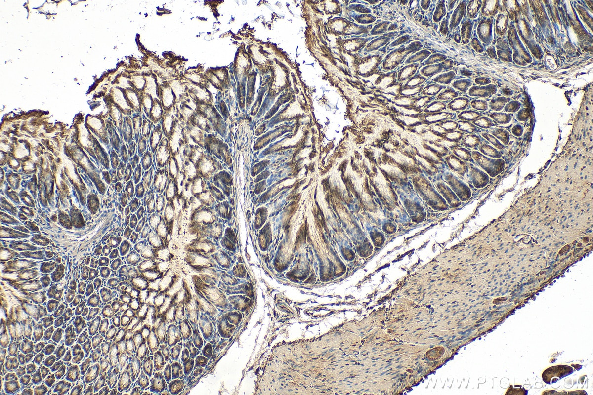 Immunohistochemistry (IHC) staining of mouse stomach tissue using BHLHE40 Polyclonal antibody (17895-1-AP)