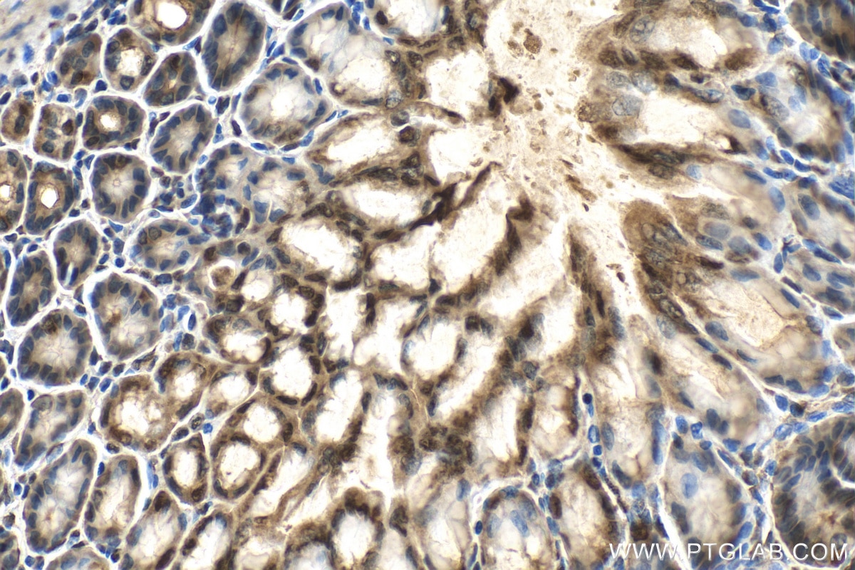 Immunohistochemistry (IHC) staining of mouse stomach tissue using BHLHE40 Polyclonal antibody (17895-1-AP)