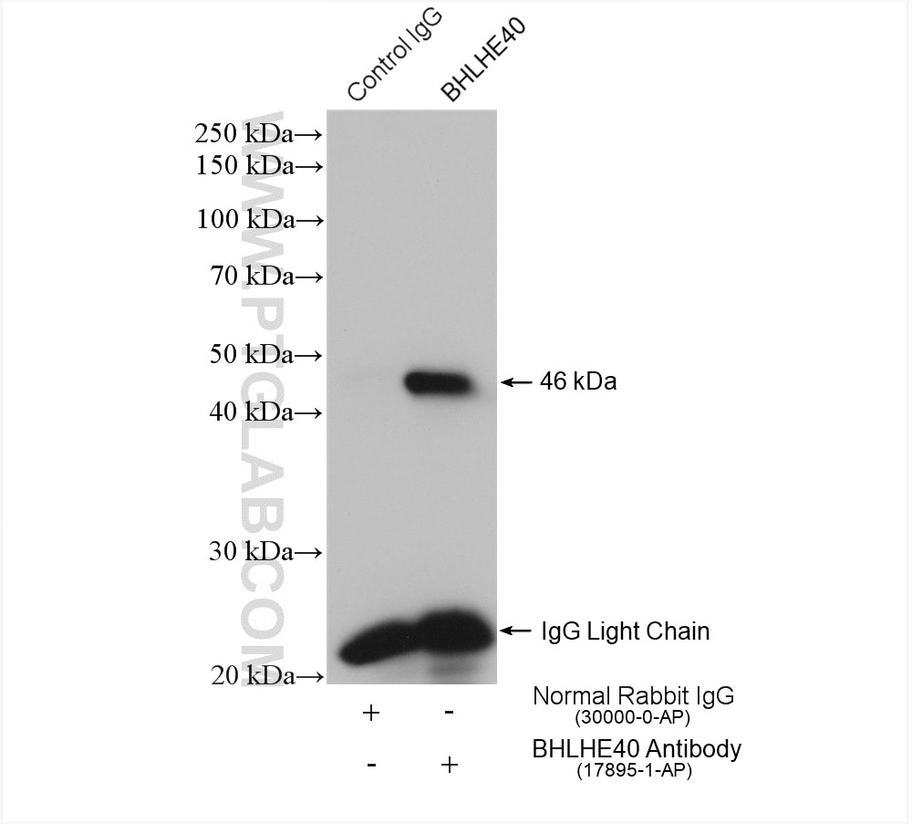 Immunoprecipitation (IP) experiment of HeLa cells using BHLHE40 Polyclonal antibody (17895-1-AP)