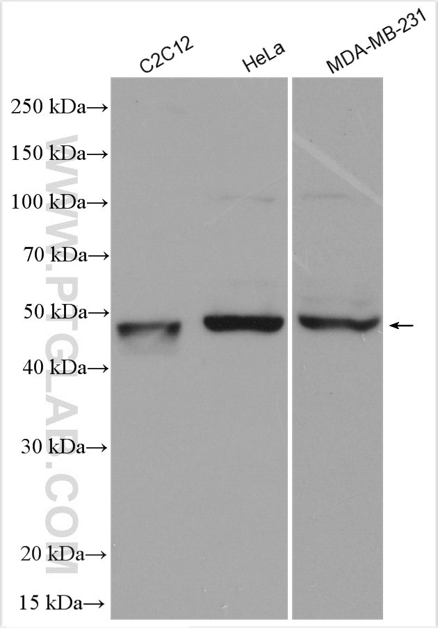 Western Blot (WB) analysis of various lysates using BHLHE40 Polyclonal antibody (17895-1-AP)