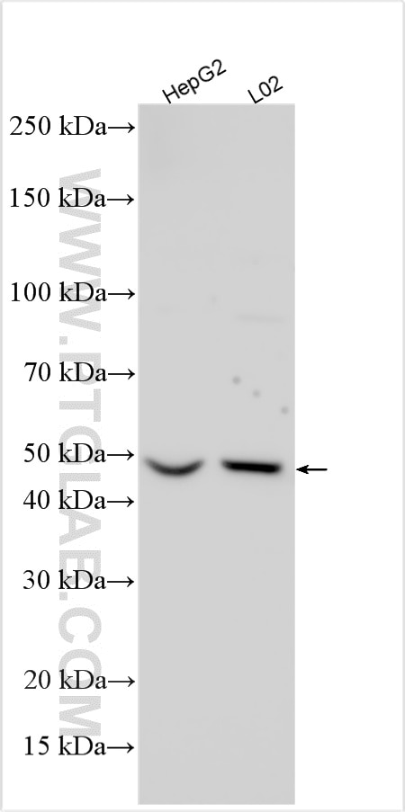 Western Blot (WB) analysis of various lysates using BHLHE40 Polyclonal antibody (17895-1-AP)