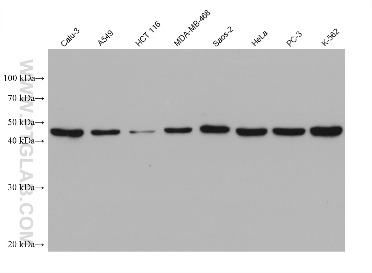Western Blot (WB) analysis of various lysates using BHLHE40 Monoclonal antibody (68435-1-Ig)