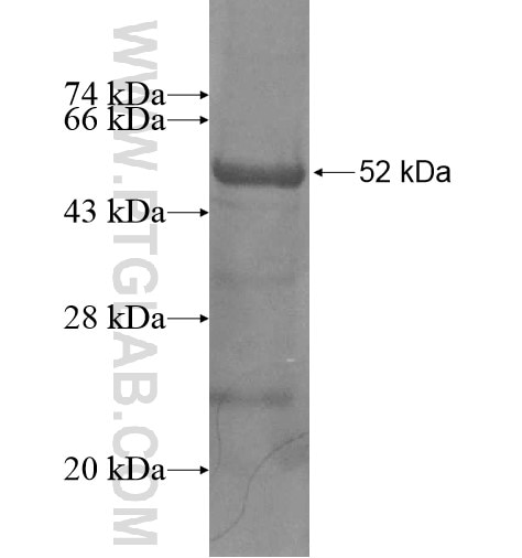 BHLHE40 fusion protein Ag12236 SDS-PAGE