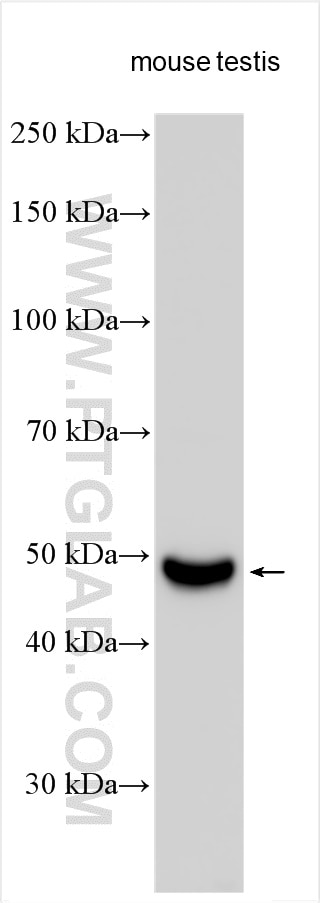Western Blot (WB) analysis of various lysates using BHLHE41 Polyclonal antibody (12688-1-AP)