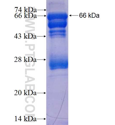 BHLHE41 fusion protein Ag3381 SDS-PAGE