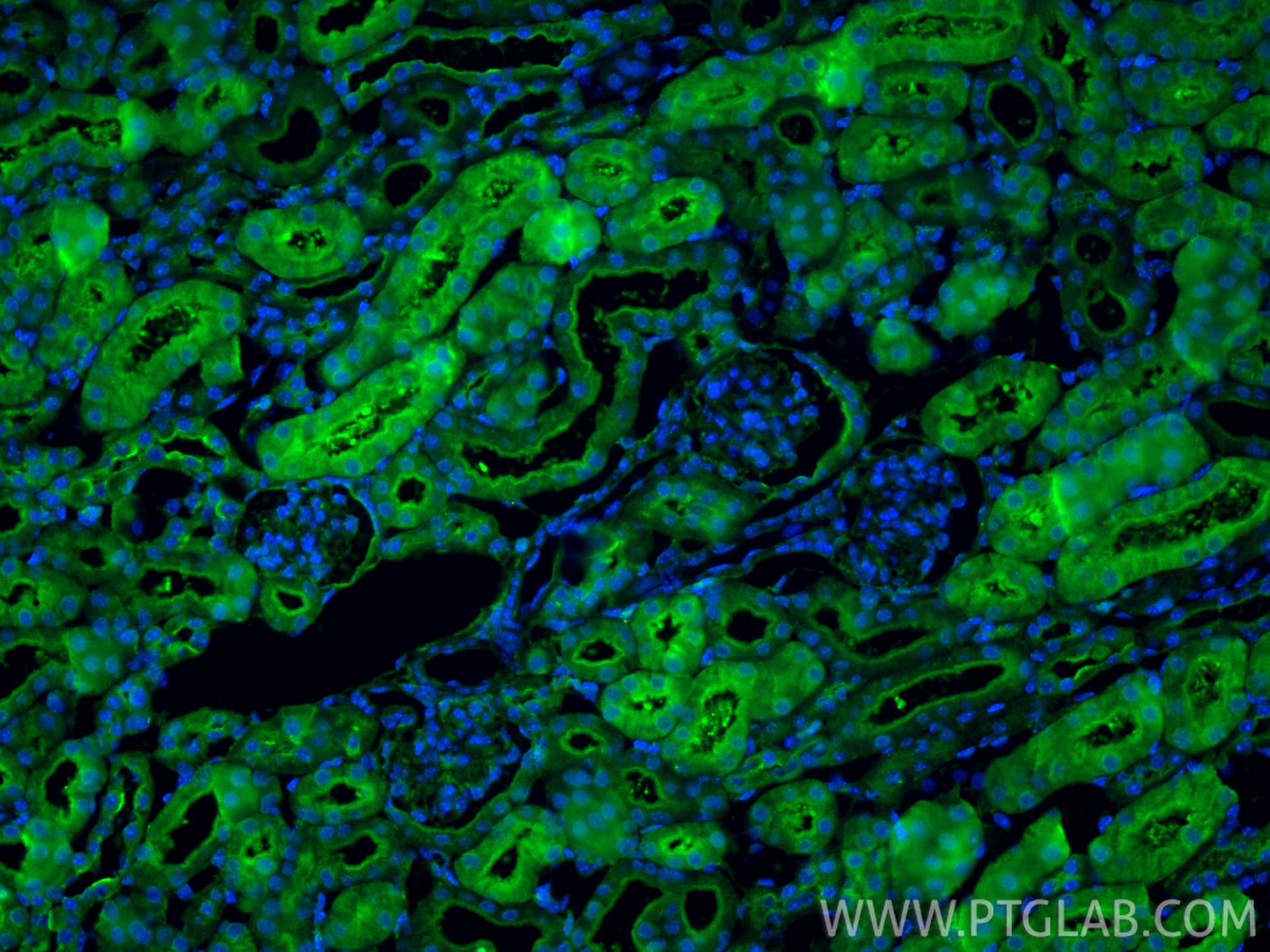 Immunofluorescence (IF) / fluorescent staining of mouse kidney tissue using BHMT Polyclonal antibody (15965-1-AP)