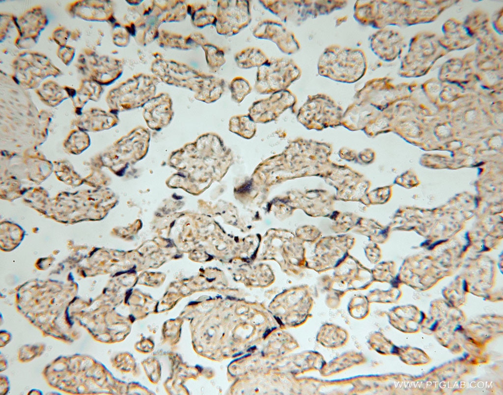 Immunohistochemistry (IHC) staining of human placenta tissue using BHMT Polyclonal antibody (15965-1-AP)