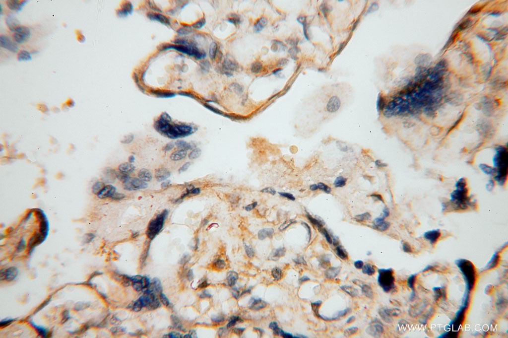 Immunohistochemistry (IHC) staining of human placenta tissue using BHMT Polyclonal antibody (15965-1-AP)