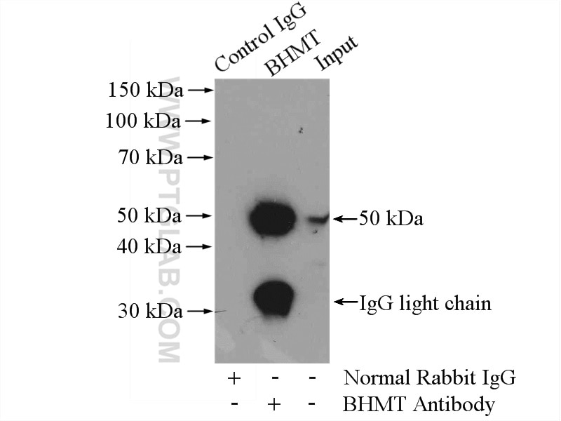 Immunoprecipitation (IP) experiment of mouse kidney tissue using BHMT Polyclonal antibody (15965-1-AP)