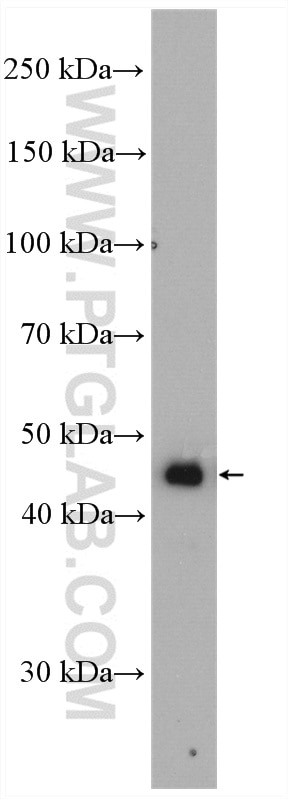 Western Blot (WB) analysis of mouse kidney tissue using BHMT Polyclonal antibody (15965-1-AP)