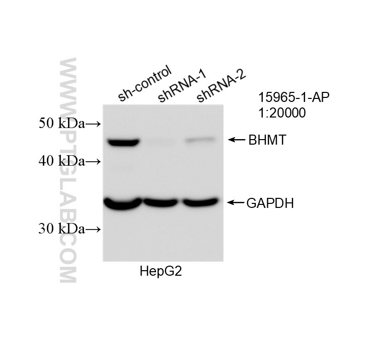 Western Blot (WB) analysis of HepG2 cells using BHMT Polyclonal antibody (15965-1-AP)